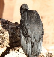 0J6A4066Immature_California_Condor