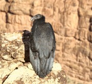 0J6A4088Immature_California_Condor