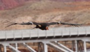 0J6A4171California_Condor_H9_Female