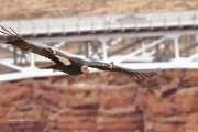 0J6A4176California_Condor_H9_Female