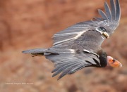 0J6A4185California_Condor_H9_Female