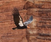 0J6A4192California_Condor_54_Male