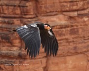 0J6A4194California_Condor_54_Male