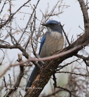 0J6A4225Woodhouse's_Scrubjay
