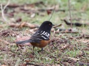 0J6A4231Spotted-Towhee
