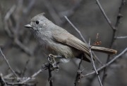 0J6A4253Juniper_Titmouse