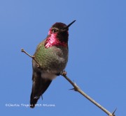 0J6A4289Anna's_Hummingbird