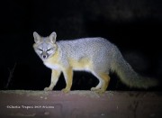 0J6A4320Gray_Fox