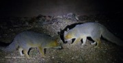 0J6A4333Gray_Foxes_In_Yard