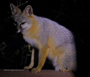 0J6A4346Gray_Fox_On_Fence