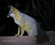 0J6A4355Gray_Fox