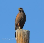 0J6A4370Harris's_Hawk