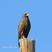 0J6A4372Harris's_Hawk