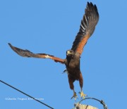 0J6A4379Harris's_Hawk