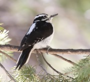 0J6A4476Hairy_Woodpecker
