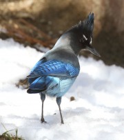 0J6A4492Steller's_Jay