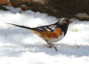 0J6A4507Spotted_Towhee