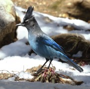 0J6A4550Steller's_Jay