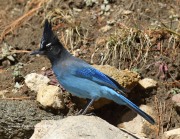 0J6A4554Steller's_Jay