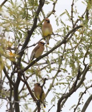 0J6A4606Cedar_waxwings