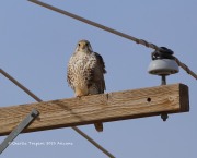 819A0002Prairie_Falcon