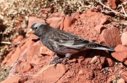 819A0005Black_Rosy-finch