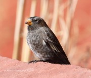 819A0014Black_Rosy-Finch