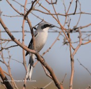 819A0014Loggerhead_Shrike