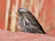 819A0016Black_Rosy-Finch