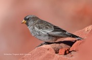 819A0024Black_Rosy-Finch