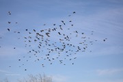 819A0027Lark_Bunting_Flock