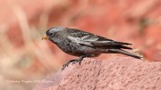 819A0030Black_Rosy-Finch