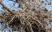 819A0035Red-tailed_Hawk_on_Nest