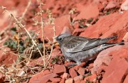 819A0071Black_Rosy-Finch