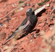 819A0104Black_Rosy-Finch