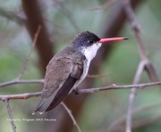 819A0105Violet-Crowned_Hummingbird