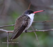 819A0128Violet-crowned_Hummingbird