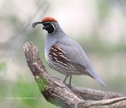 819A0149Gambel's_Quail