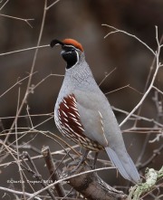 819A0163Gambel's_Quail