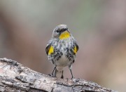 819A0193Yellow-rumped_Warbler