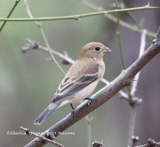 819A0202Lazuli's_Bunting_Female