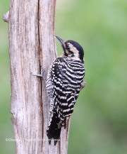 819A0220Ladder-backed_Woodpecker