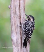 819A0222Ladder-backed_Woodpecker