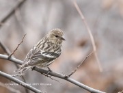 819A0237Pine_Siskin