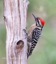 819A0250Ladder-backed_Woodpecker