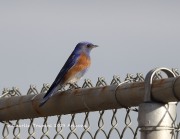819A0267Western_Bluebird