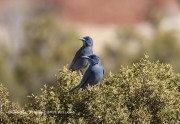 819A0325Pinyon_Jays