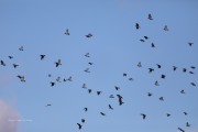 819A0355Pinyon_Jay_Flock