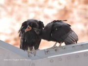 819A0425California_Condors_Navajo_Bridge