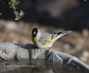819A0557Lawrence's_Goldfinch_In_The_Yard